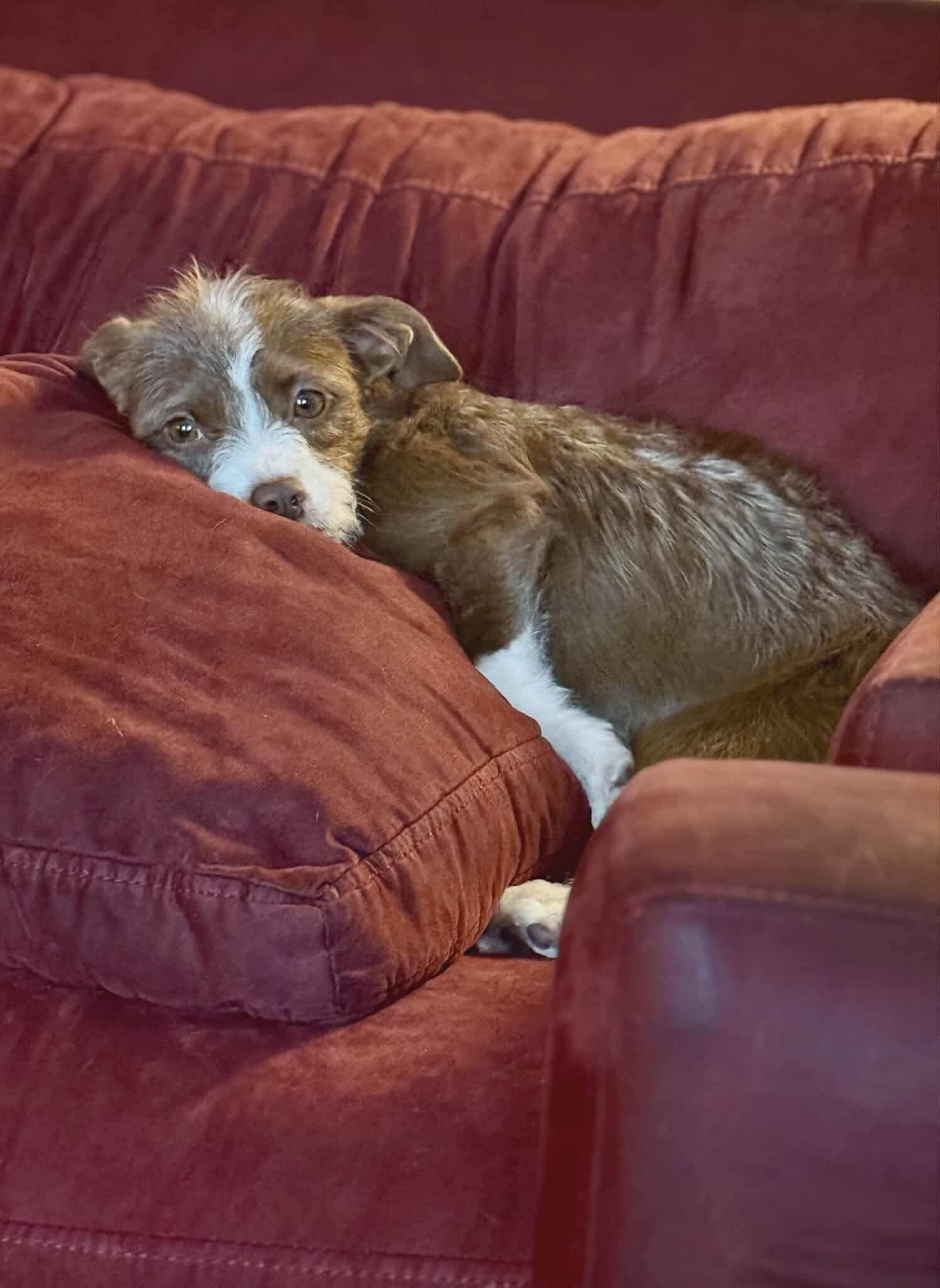 Enlarge Pickles (bonded pair with Colt), a Adoptable mixed breed in Westwood, NJ image 4/6