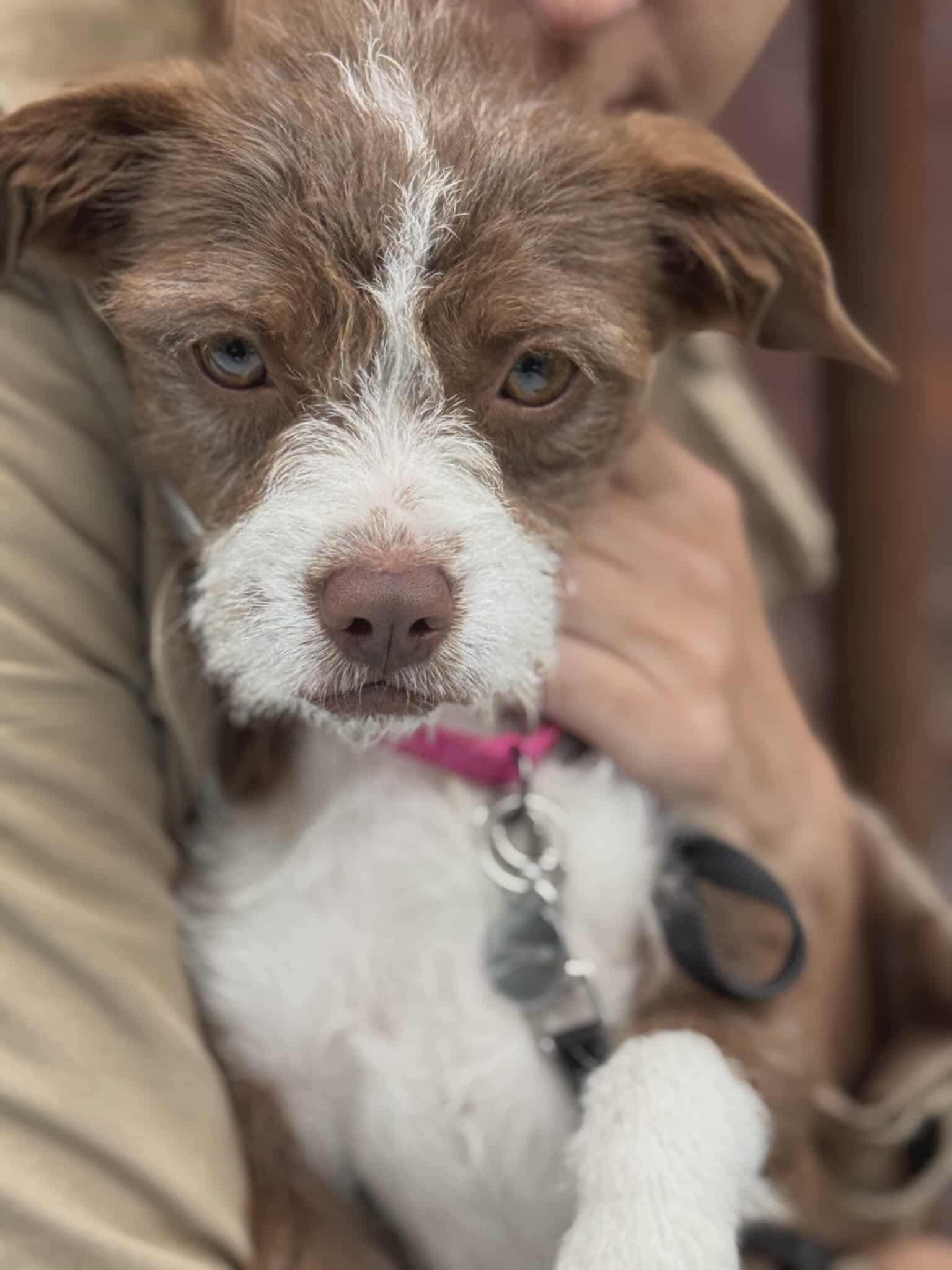 Enlarge Pickles (bonded pair with Colt), a Adoptable mixed breed in Westwood, NJ image 2/6