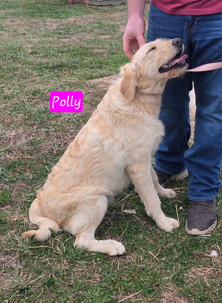 Polly, Adopted, Young Female Goldendoodle & Labrador Retriever.