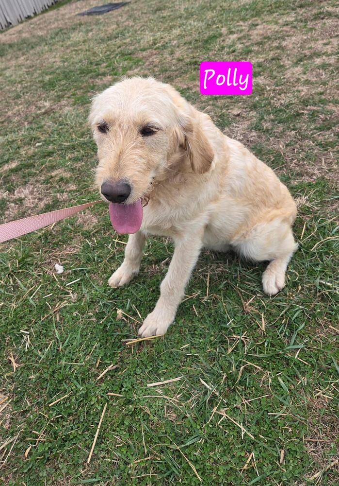 Enlarge Polly, a Adopted mixed breed in Chattanooga, TN image 2/2