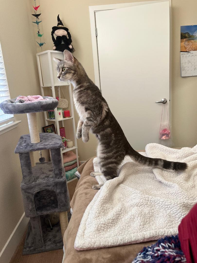 Tallulah, a ADOPTABLE Domestic Short Hair in Gilroy, CA image 1/3