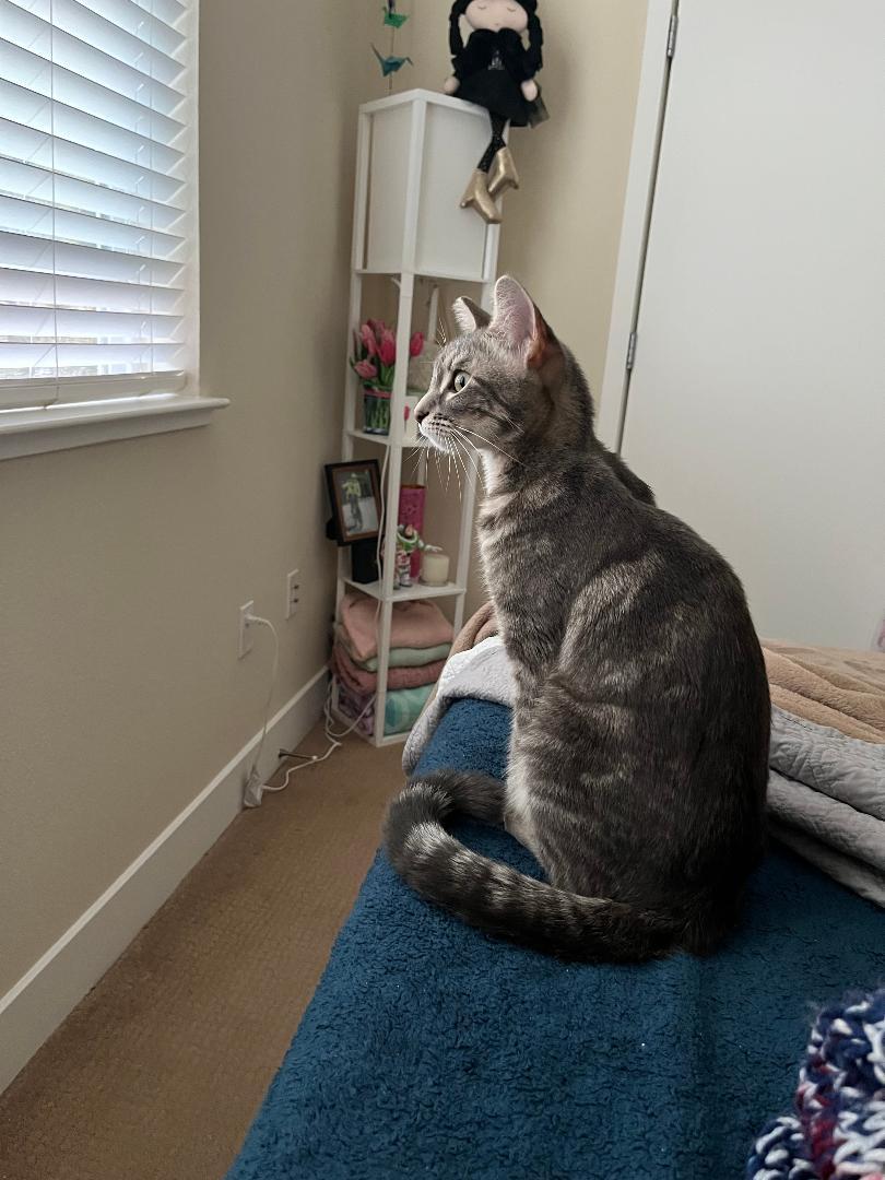 Tallulah, adopted, Adult Female Domestic Short Hair.
