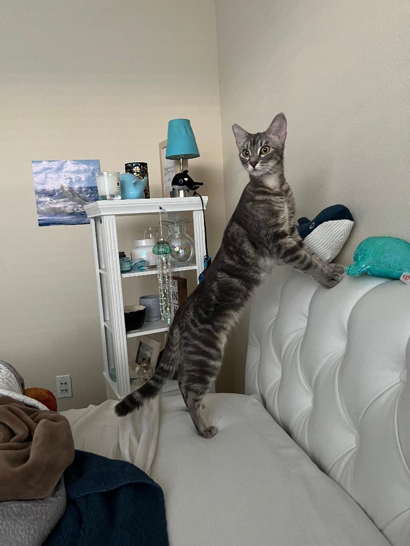 Tallulah, a ADOPTABLE Domestic Short Hair in Gilroy, CA image 3/3