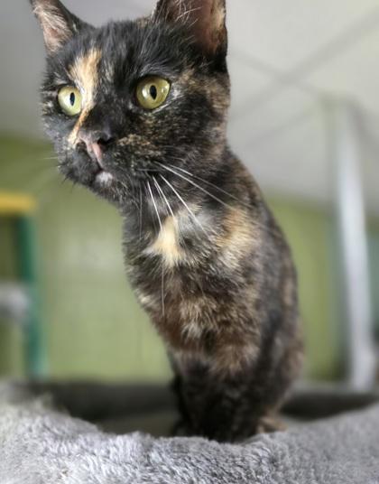 Daisy, Adoptable, Adult Female Domestic Short Hair & Domestic Short Hair.