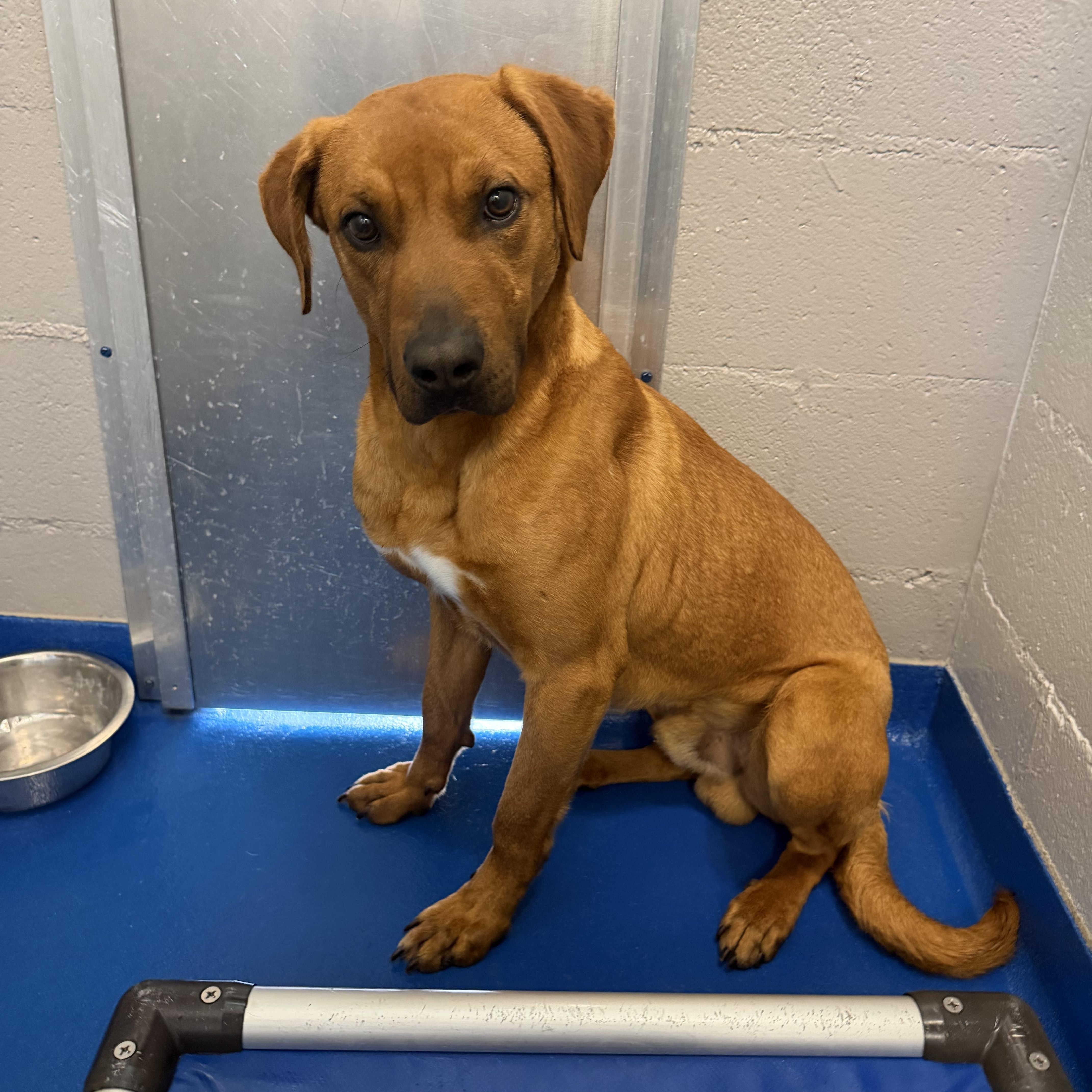 Enlarge Atlas, a ADOPTABLE mixed breed in Lancaster, SC image 2/2