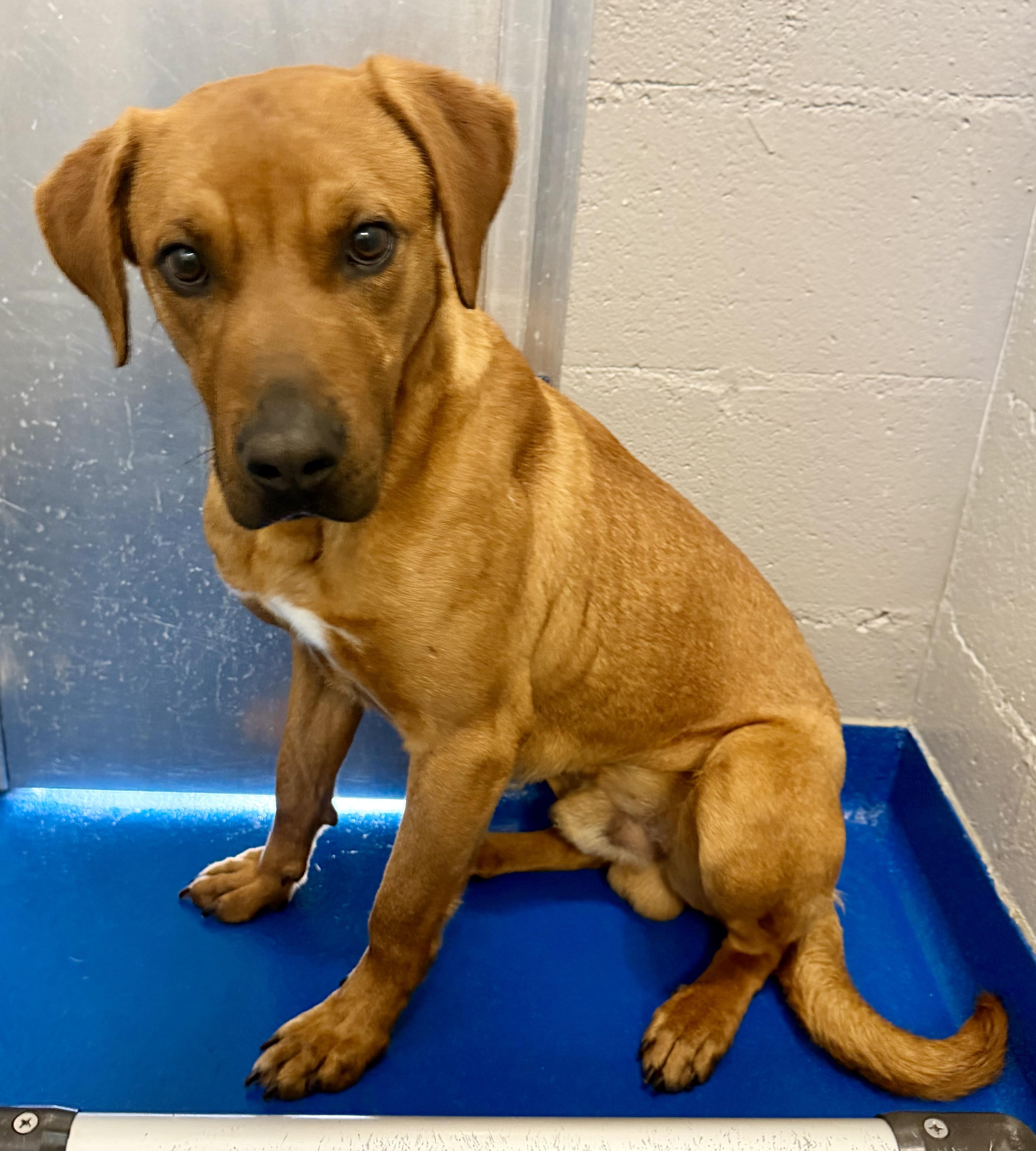 Enlarge Atlas, a ADOPTABLE mixed breed in Lancaster, SC image 1/2