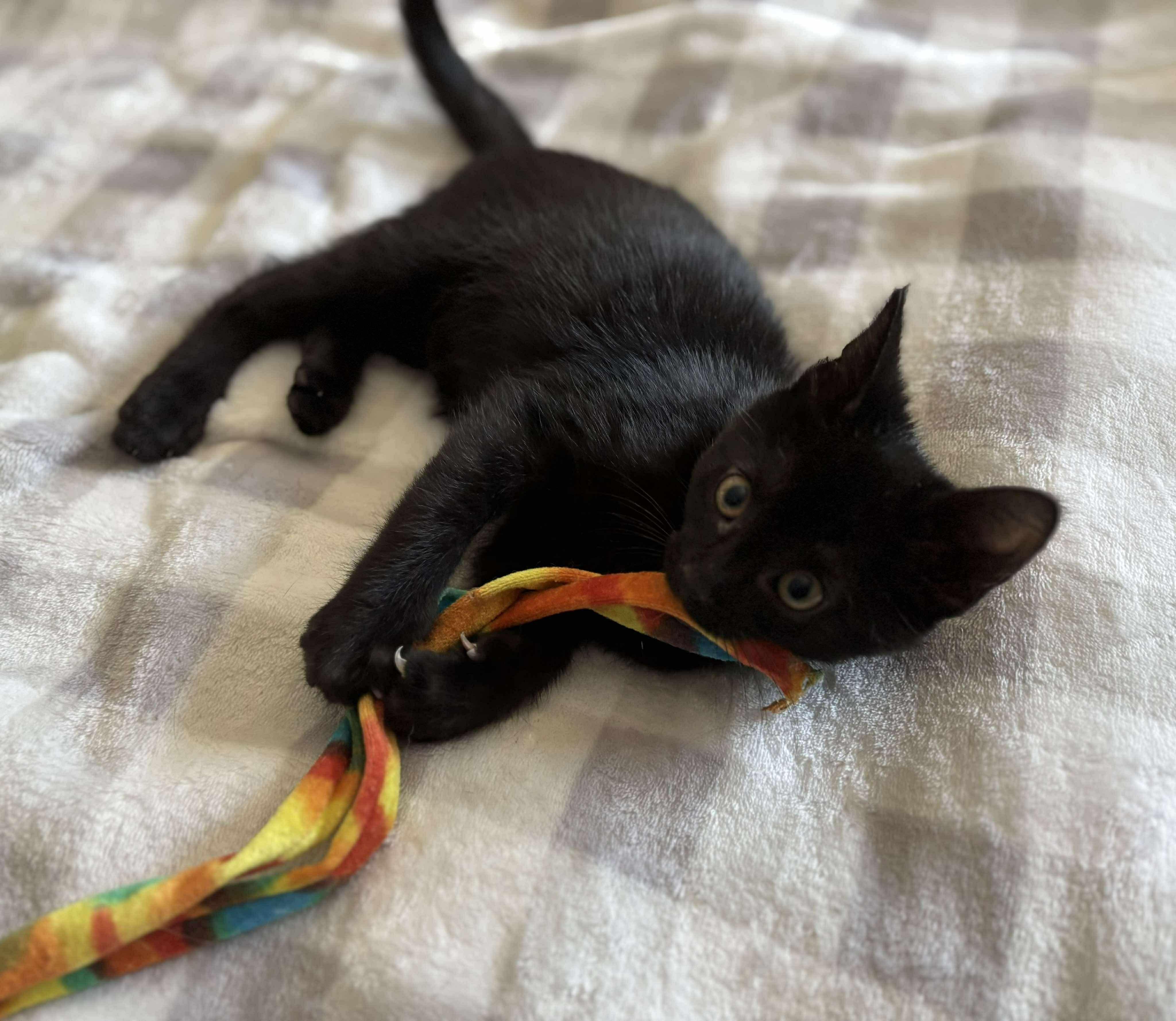 Wilbur, an adopted Domestic Short Hair in Ludington, MI image 5/5