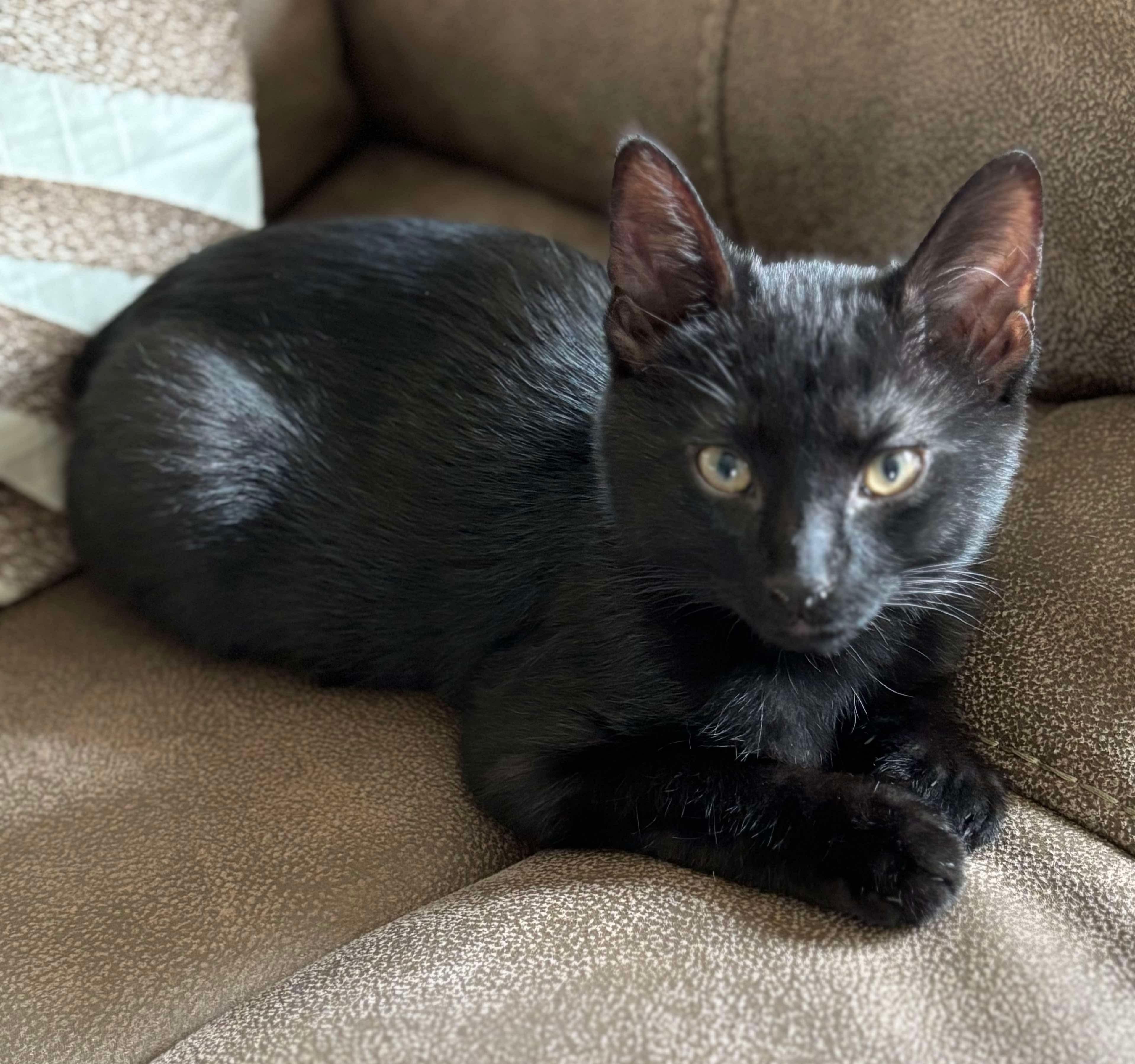 Wilbur, adopted, Kitten Male Domestic Short Hair.