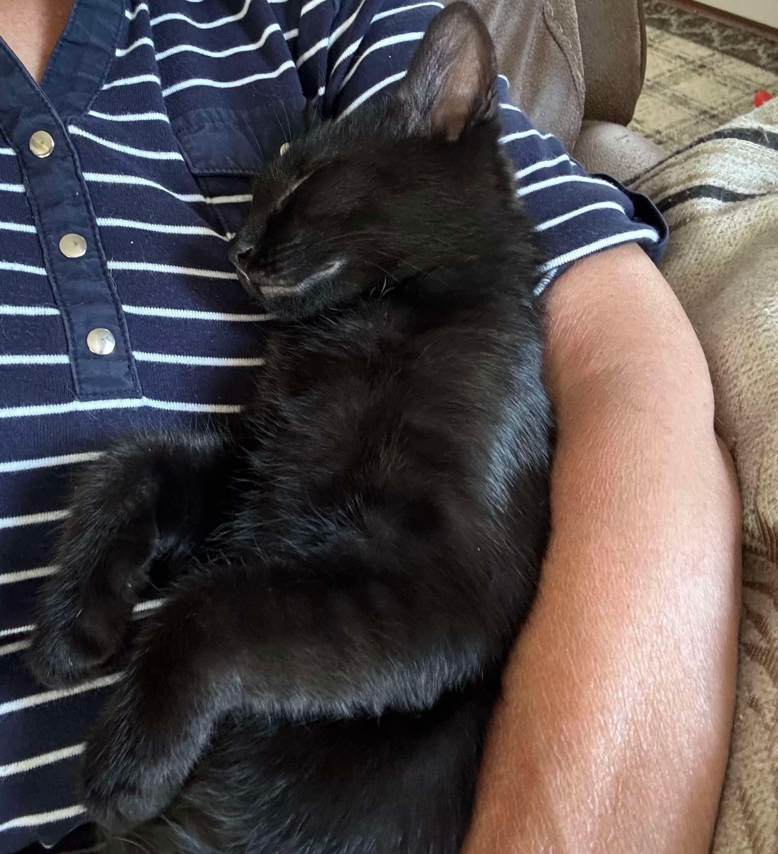 Wilbur, an adopted Domestic Short Hair in Ludington, MI image 2/5