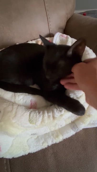 Enlarge Wilbur, an adopted Domestic Short Hair in Ludington, MI video 3/5