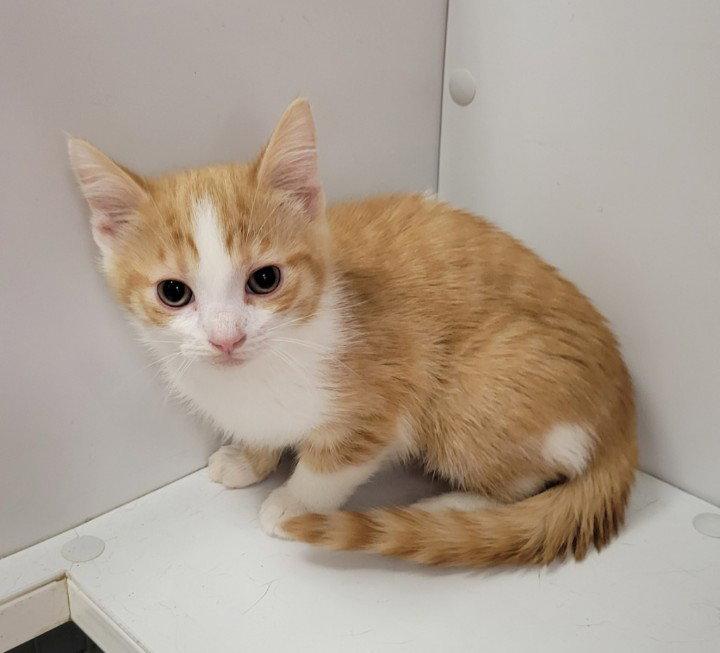 Nova, Adopted, Young Female Domestic Short Hair.