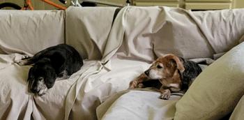 Buford & Smokey, Adoptable, Senior Male Beagle.