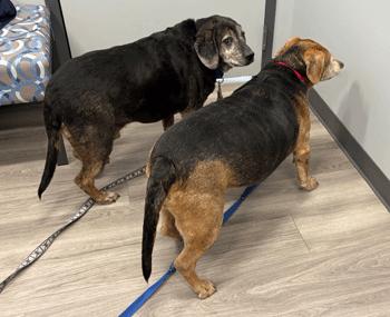Enlarge Buford & Smokey, a Adoptable Beagle in West Decatur, PA image 3/5