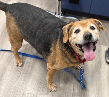 Enlarge Buford & Smokey, a Adoptable Beagle in West Decatur, PA image 4/5
