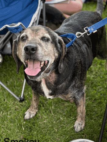 Enlarge Buford & Smokey, a Adoptable Beagle in West Decatur, PA image 5/5