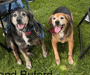 Enlarge Buford & Smokey, a Adoptable Beagle in West Decatur, PA image 2/5