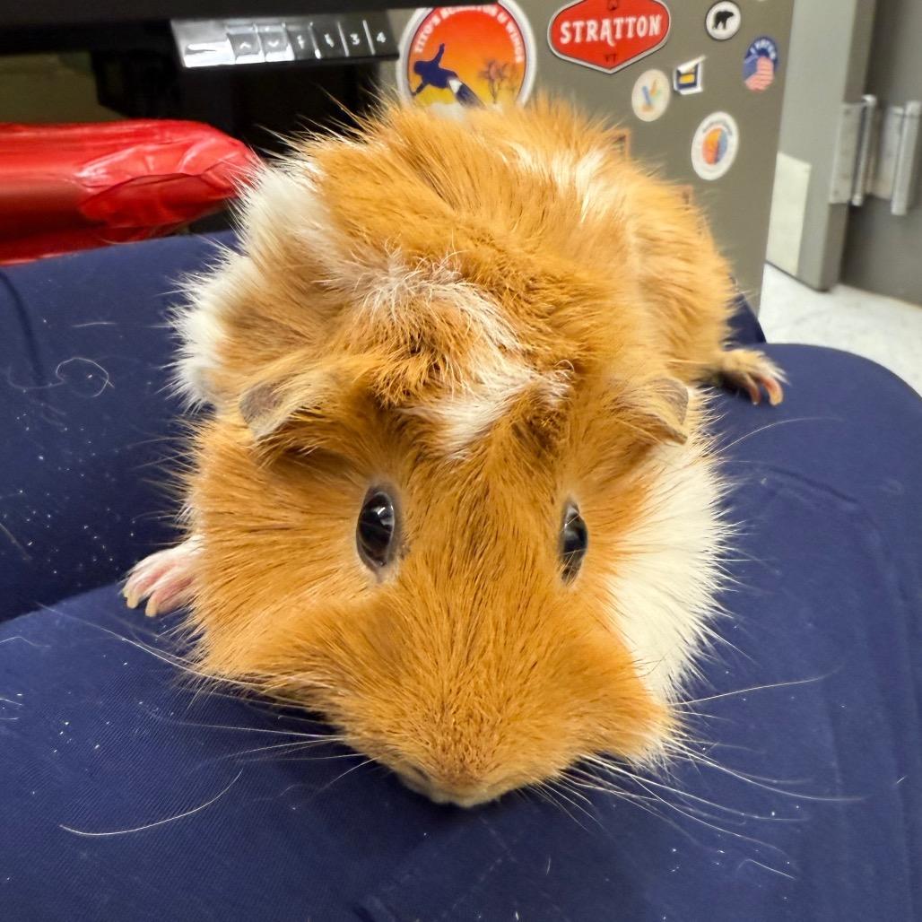 Enlarge Moana, a Adoptable Guinea Pig in Dover, NH image 1/1