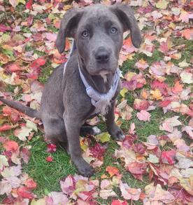 Luna, Adoptable, Adult Female Labrador Retriever & Mixed Breed.