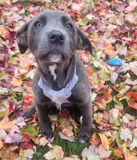 Enlarge Luna, a Adoptable mixed breed in Columbus, OH image 2/2