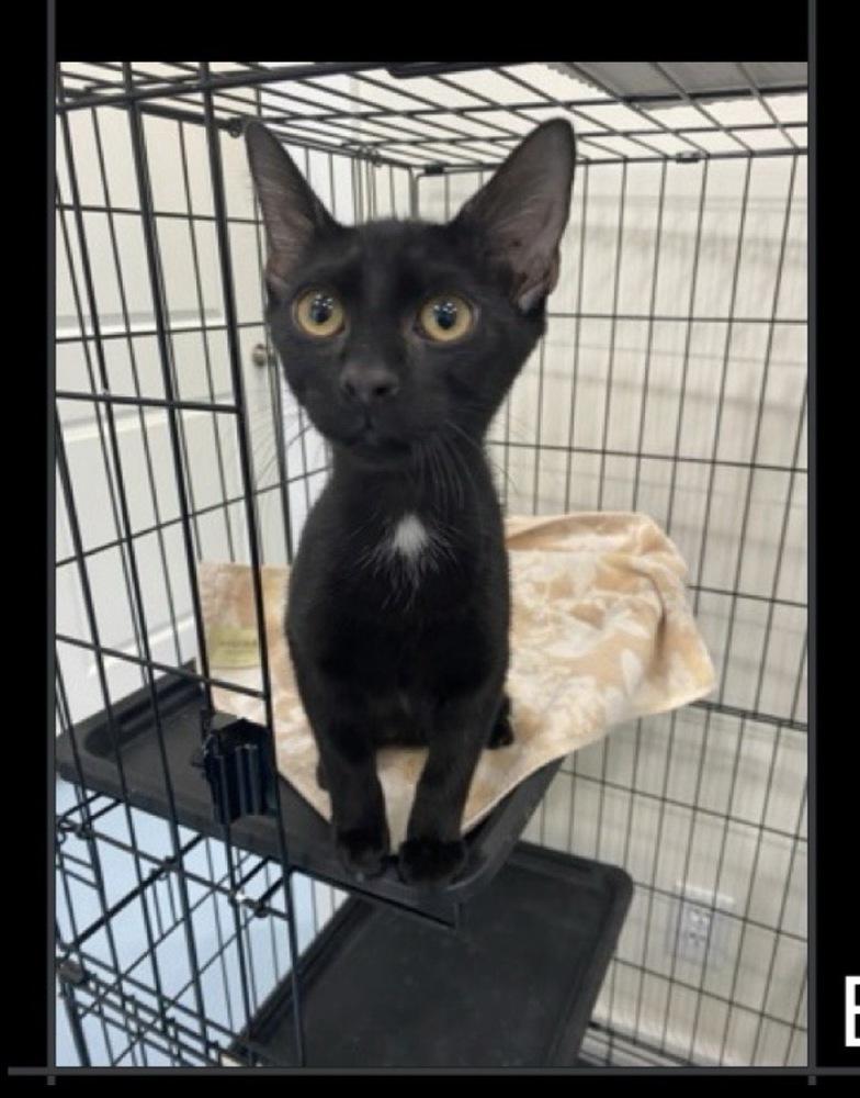 Bombay, Adoptable, Kitten Male Domestic Short Hair.