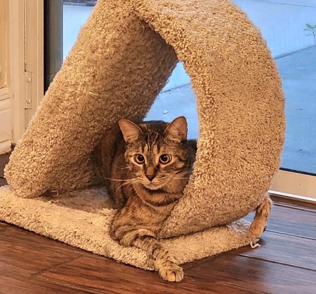 Helen, Adoptable, Adult Female Domestic Short Hair.