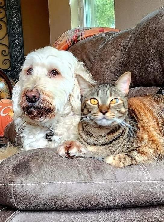 Enlarge Helen, a Adoptable mixed breed in Orlando, FL image 2/4