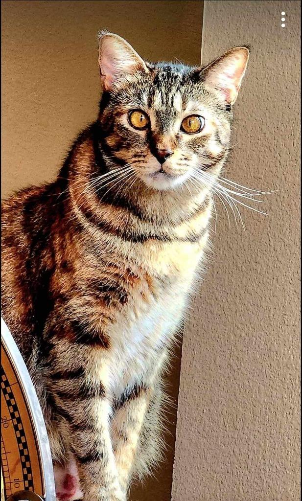 Helen, a Adoptable mixed breed in Orlando, FL image 3/4