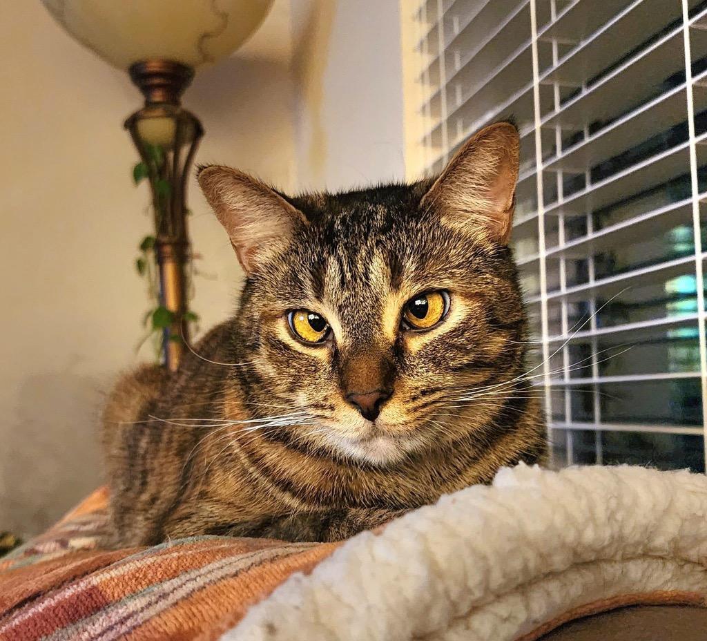 Helen, a Adoptable mixed breed in Orlando, FL image 4/4