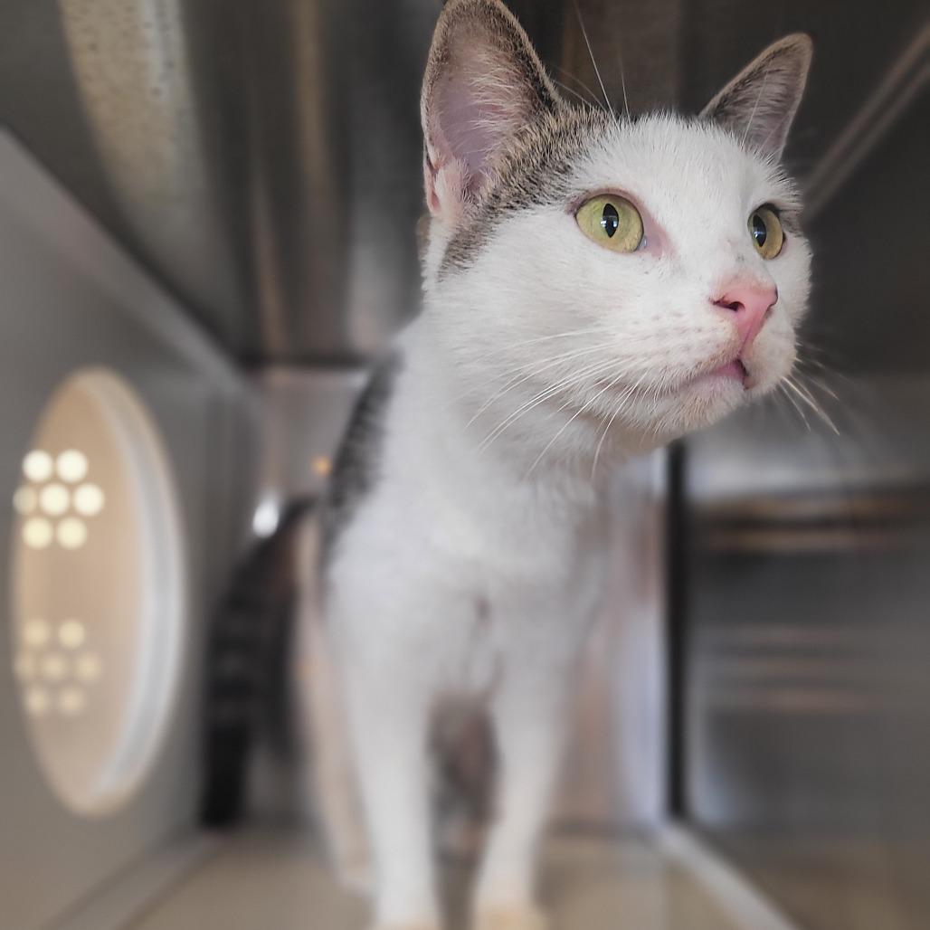 Enlarge Isabella, a Adoptable Domestic Short Hair in Lake Panasoffkee, FL image 1/6