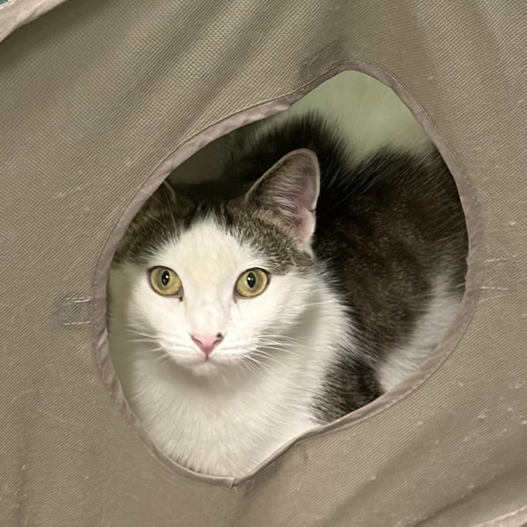 Enlarge Isabella, a Adoptable Domestic Short Hair in Lake Panasoffkee, FL image 2/6