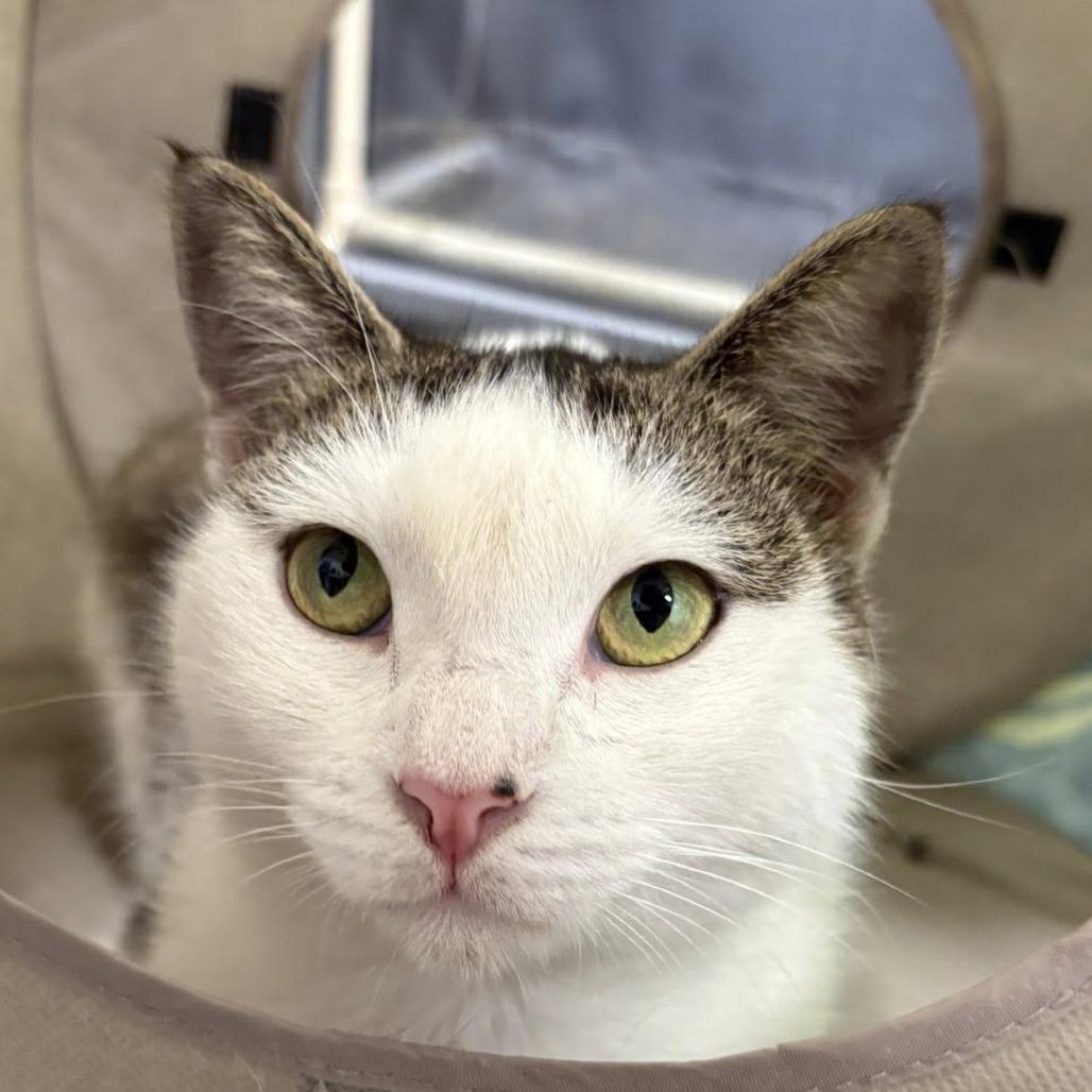 Enlarge Isabella, a Adoptable Domestic Short Hair in Lake Panasoffkee, FL image 4/6