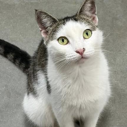Enlarge Isabella, a Adoptable Domestic Short Hair in Lake Panasoffkee, FL image 6/6