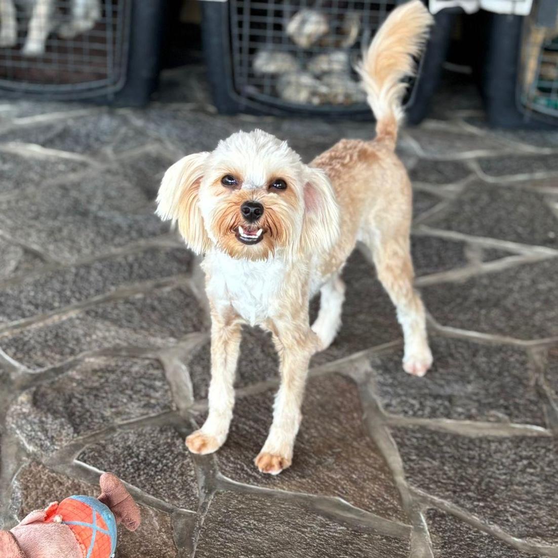 Enlarge Chappy, an adopted mixed breed in Sherwood, OR image 3/5