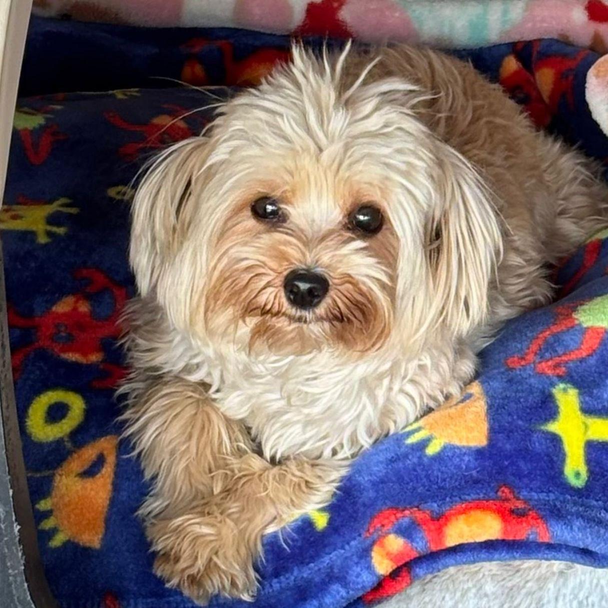 Chappy, adopted, Young Male Maltese & Yorkshire Terrier.