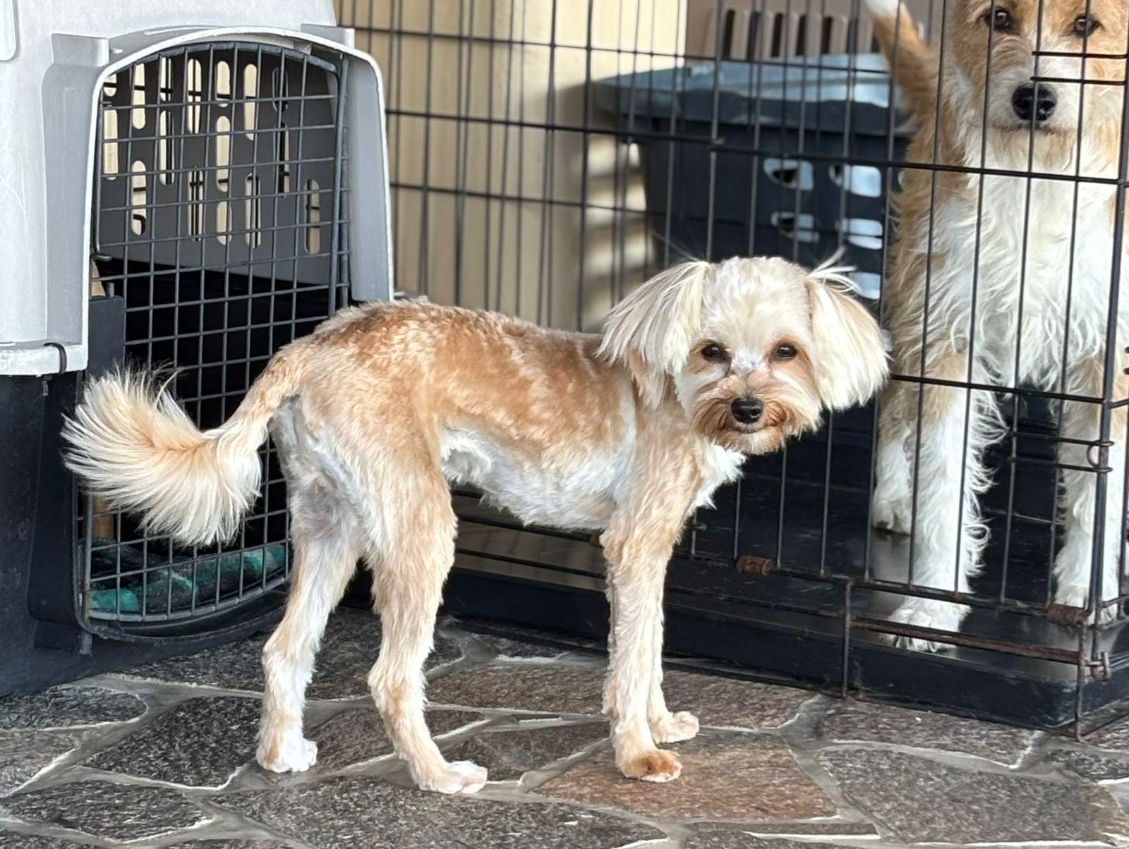Enlarge Chappy, an adopted mixed breed in Sherwood, OR image 4/5