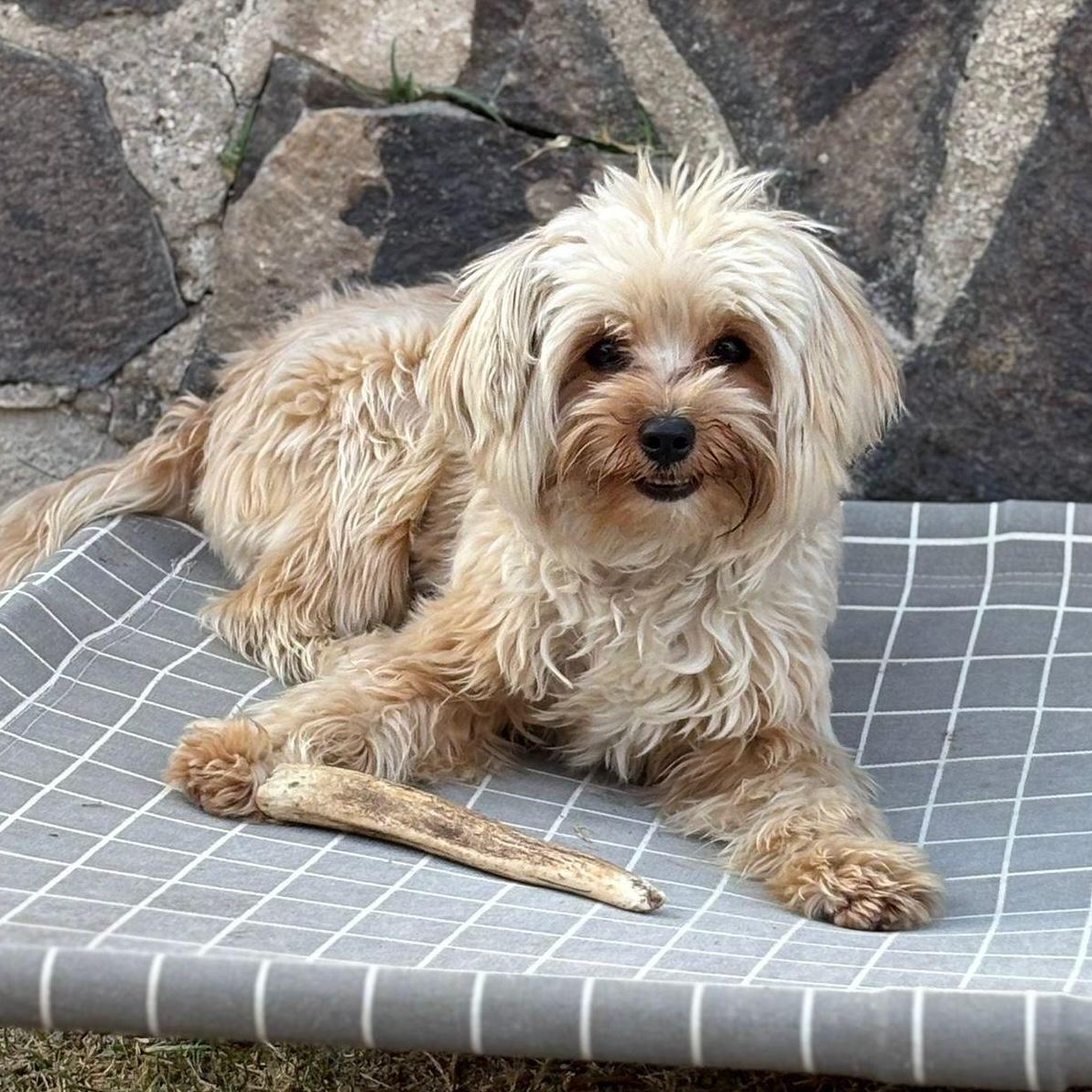 Enlarge Chappy, an adopted mixed breed in Sherwood, OR image 2/5