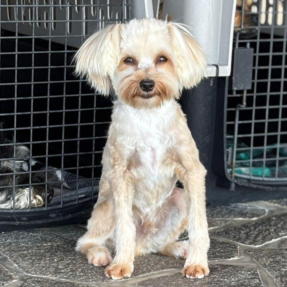 Enlarge Chappy, an adopted mixed breed in Sherwood, OR image 5/5