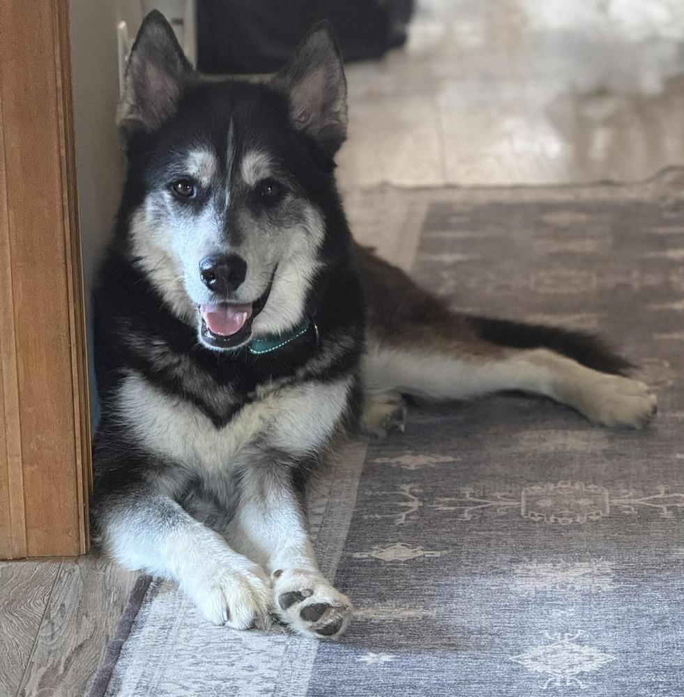 Enlarge Midas, a Adoptable mixed breed in Plymouth, MN image 1/6