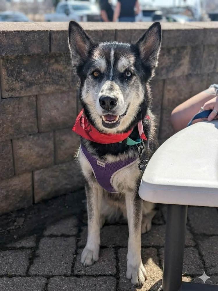 Enlarge Midas, a Adoptable mixed breed in Plymouth, MN image 2/6