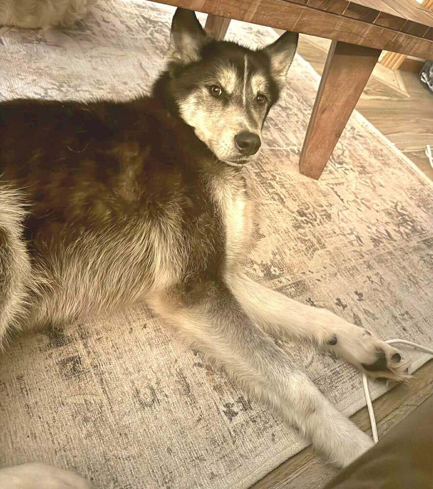 Midas, Adoptable, Adult Male Husky.
