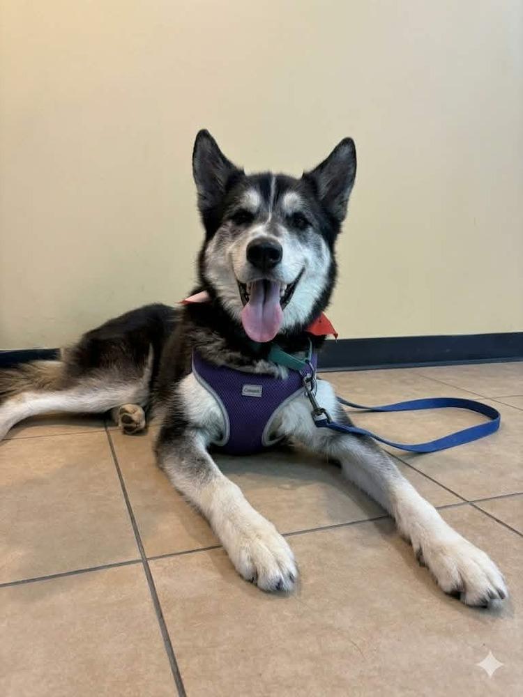 Enlarge Midas, a Adoptable mixed breed in Plymouth, MN image 3/6