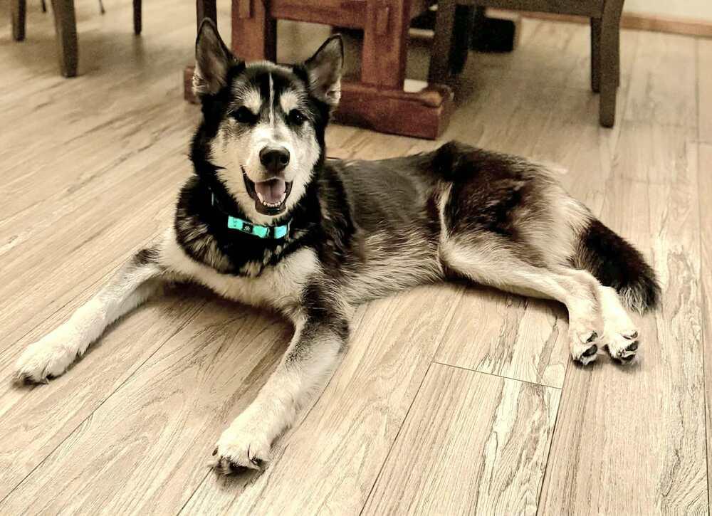 Midas, a Adoptable mixed breed in Plymouth, MN image 2/6