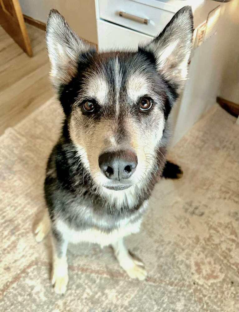 Midas, a Adoptable mixed breed in Plymouth, MN image 3/6