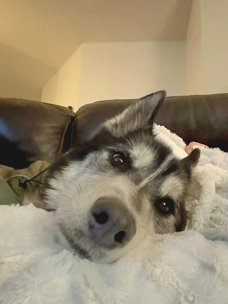 Midas, a Adoptable mixed breed in Plymouth, MN image 4/6