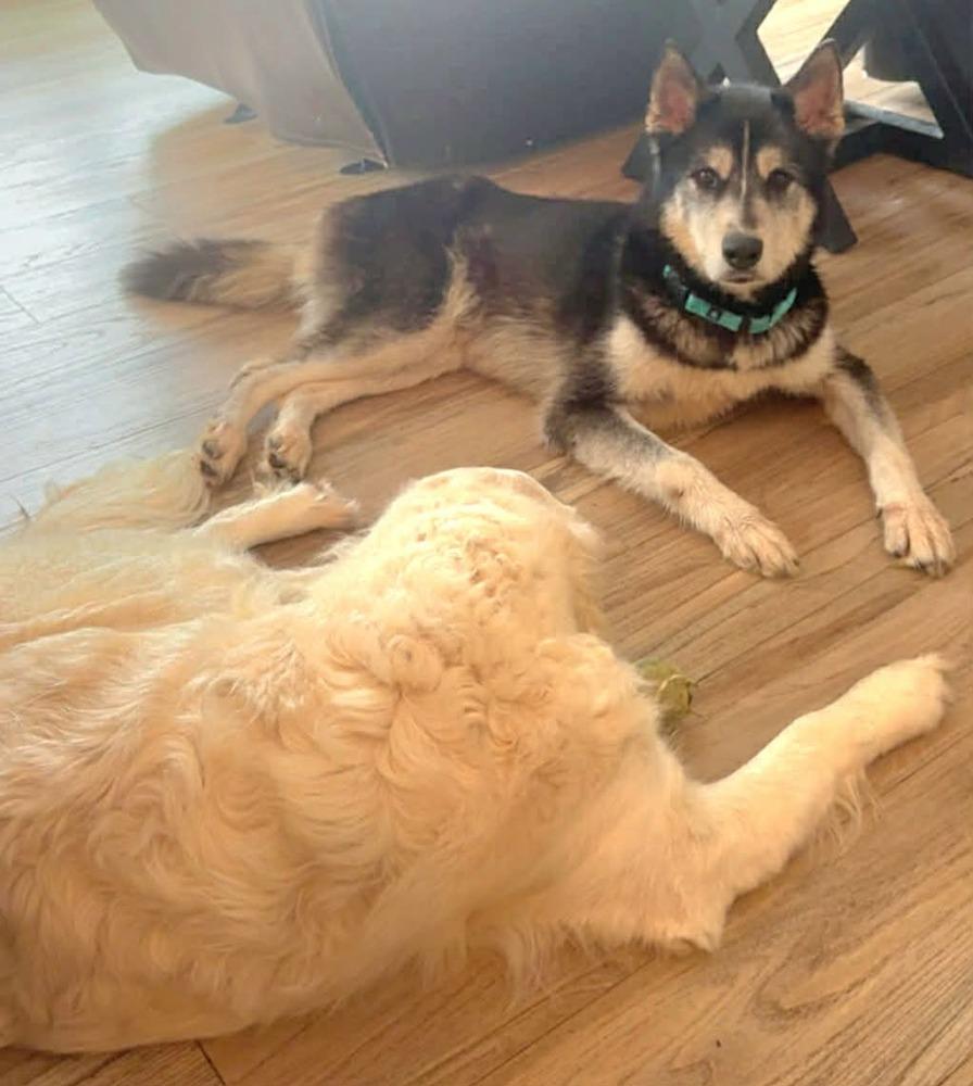 Midas, a Adoptable mixed breed in Plymouth, MN image 5/6