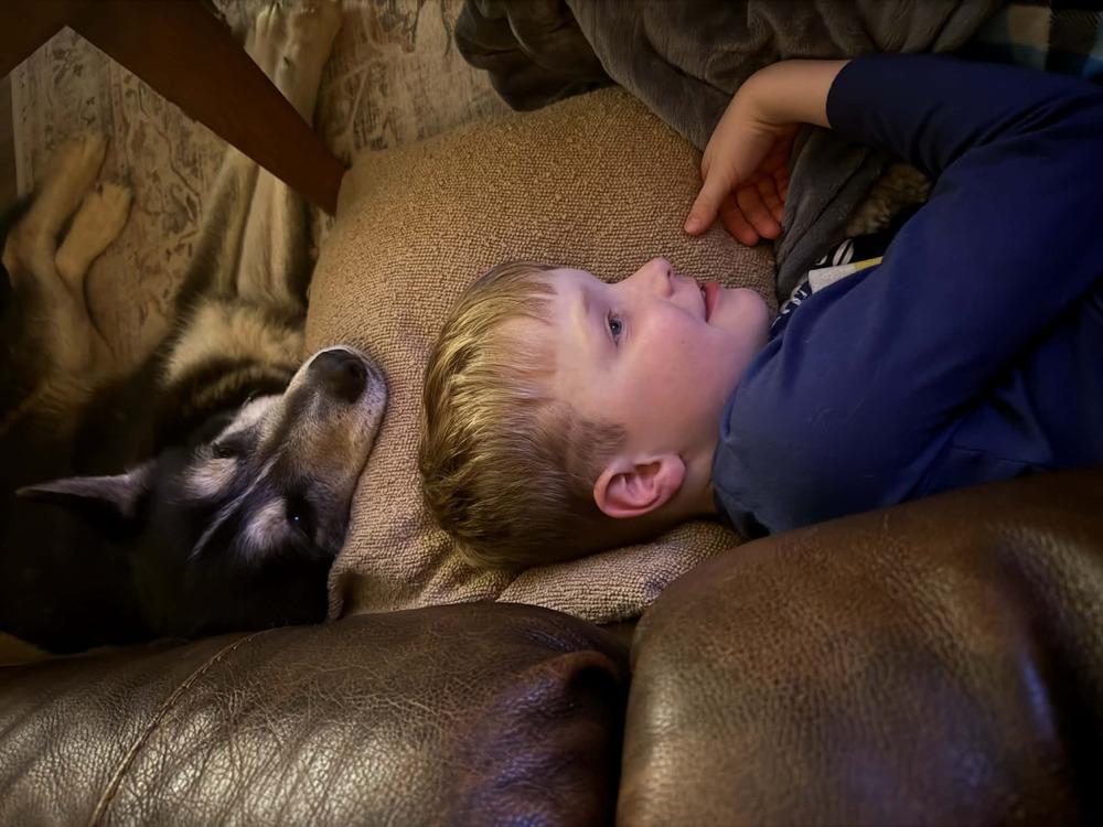 Midas, a Adoptable mixed breed in Plymouth, MN image 6/6