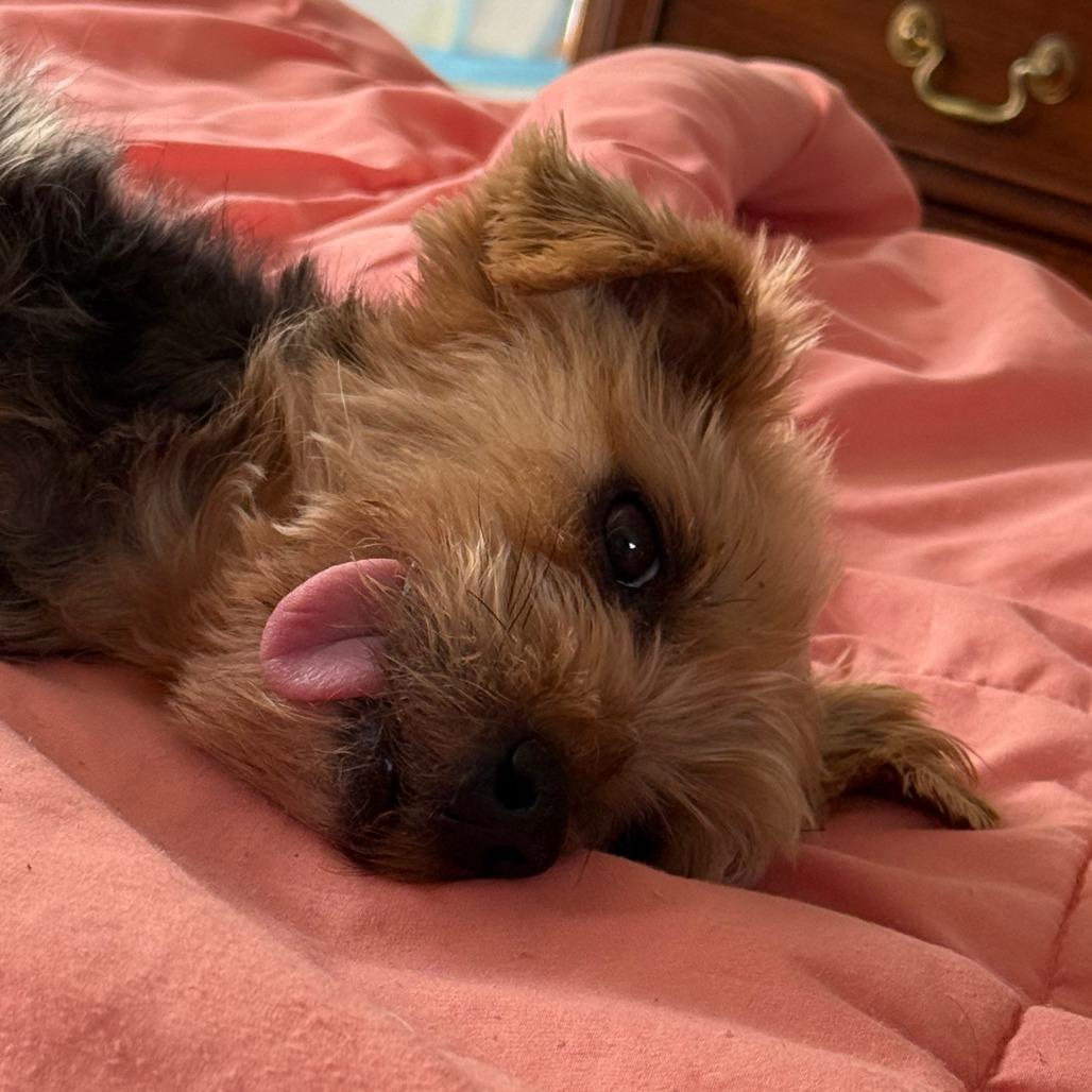 Bitsy, Adoptable, Senior Female Yorkshire Terrier.