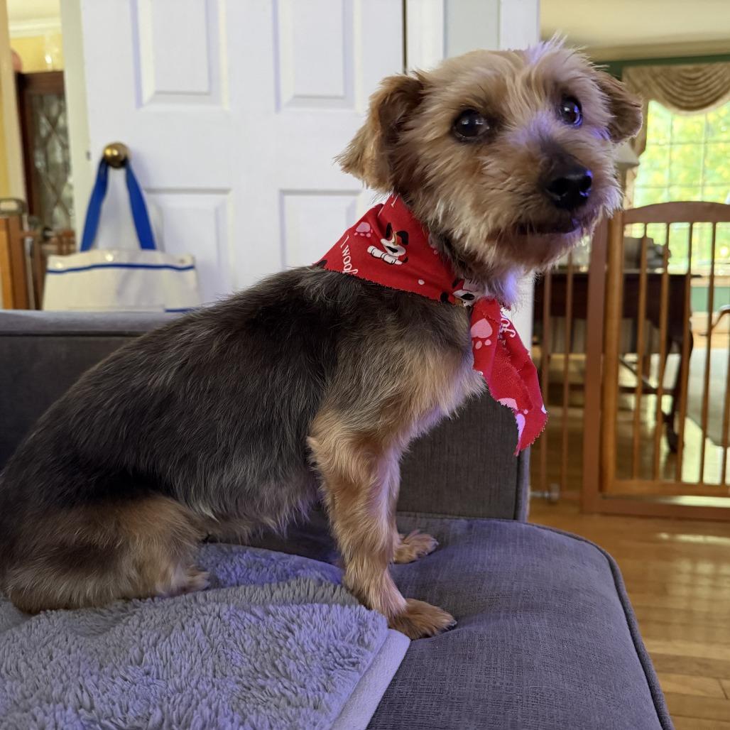 Enlarge Bitsy, a Adoptable Yorkshire Terrier in Falls Church, VA image 2/4