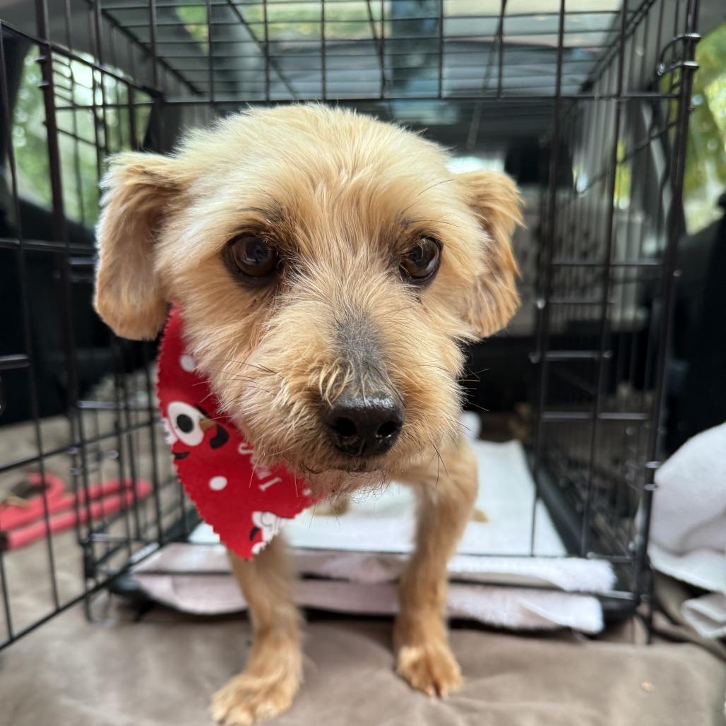 Enlarge Bitsy, a Adoptable Yorkshire Terrier in Falls Church, VA image 3/4