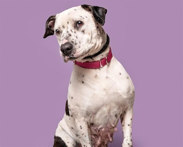 Enlarge OREO, a Adoptable Dalmatian in Saint Louis, MO image 1/1